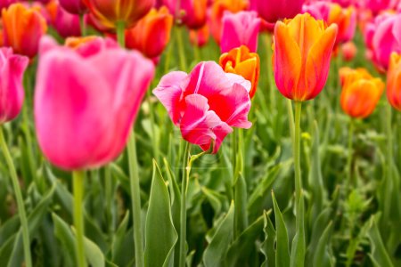 Bunte Tulpen auf einem Tulpenfeld im Frühling, selektiver Fokus