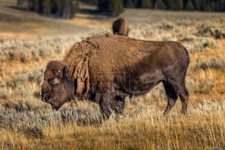 Beautiful american bison in the meadows of the Yellowstone National Park, Wyoming USA