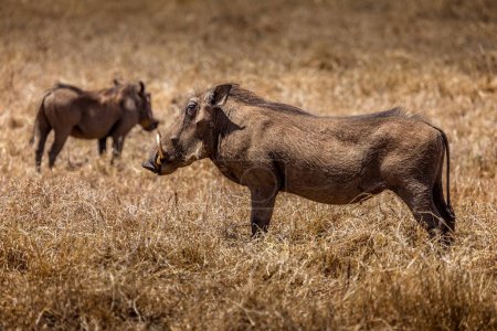 Photo for Warthogs in the grasslands of the Serengeti National Park, Tanzania - Royalty Free Image