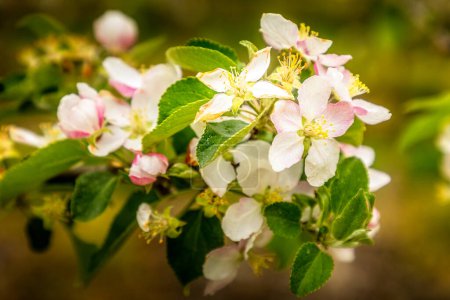 Photo for Blooming apple tree, close up of the blooming flowers - Royalty Free Image
