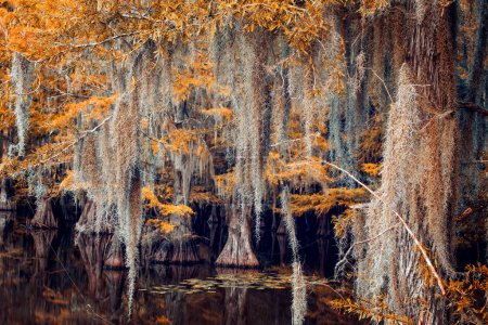 The mystical scenery of the Caddo Lake with spanish moss hanging down the trees