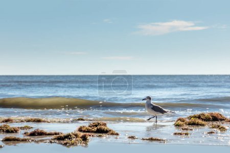 Eine Möwe beim Aalfang am Strand von Florida