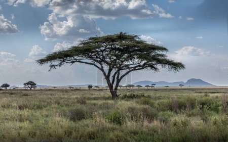 Eine einzige Schirmakazie mit zwei Geiern in der Savanne der Serengeti, Tansania