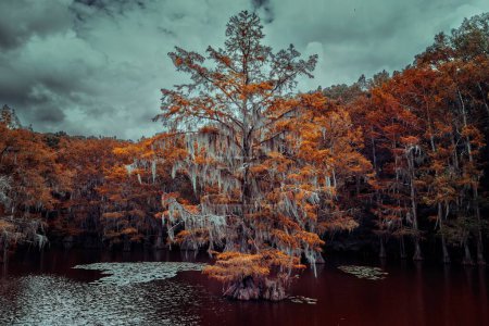 The magical and fairytale like landscape of the Caddo Lake, Texas