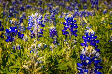 Foto de Primavera en Texas, campo con sombreros azules en flor - Imagen libre de derechos