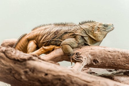 Una lagartija Iguana sentada en una rama
