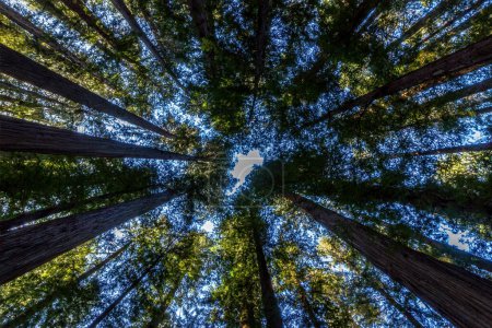 Sommets d'arbres de séquoia géant 