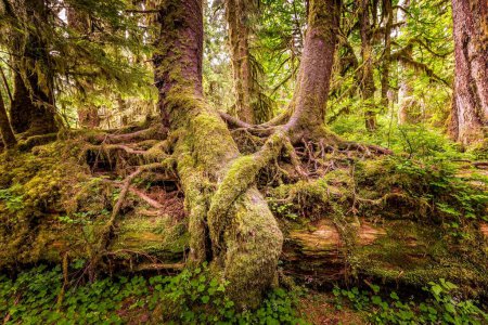 Verflochtene Wurzeln von Bäumen im Hoh-Regenwald, Olympic National Park, Washington