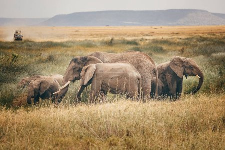 A herd of elephants in the Serengeti National Park, Tanzania