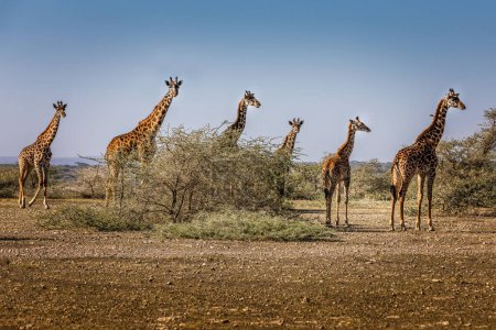 Viele lange Hälse. Eine Gruppe Giraffen im Serengeti-Nationalpark, Tansania