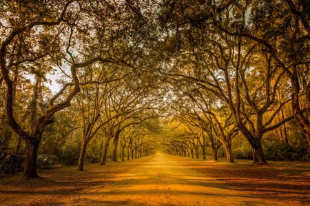 A stunning, long path lined with ancient live oak trees draped in spanish moss, Savannah Georgia