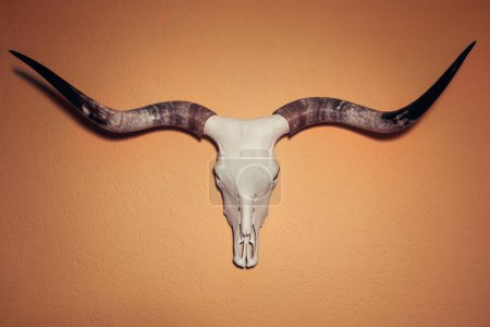 Texas Longhorn skull hanging on a wall