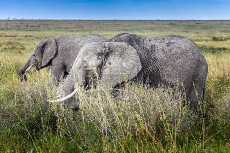 Two elephants grazing in the grasslands of the Serengeti, Tanzania