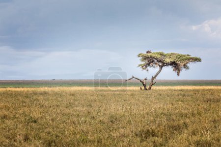 Photo for A single umbrella acacia with two vultures in the savannah of the Serengeti, Tanzania - Royalty Free Image