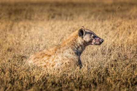 Hyena lying in the grasslands of the Serengeti, Tanzania
