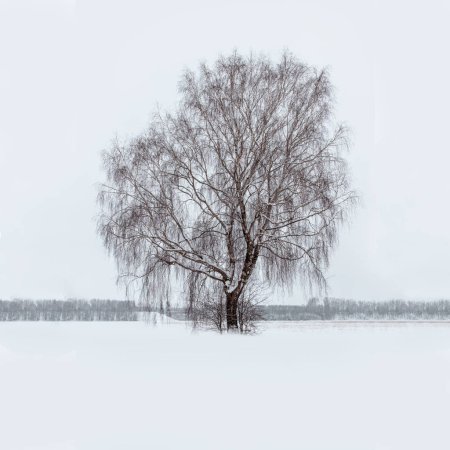 Ein kahler Baum in einem verschneiten Feld in Bayern