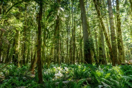 Saftig grüne Bäume und Farne im Hoh-Regenwald, Washington
