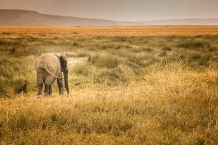 Einsamer Elefant in der Savanne der Serengeti auf der Suche nach Elefantenfreunden