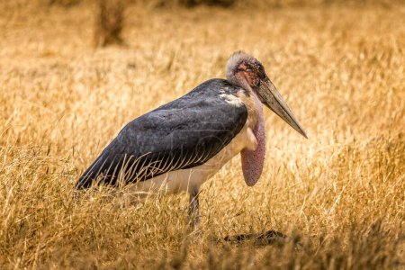 Photo for African Marabou in the grasslands of Kenya - Royalty Free Image