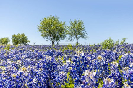 Riesige Wiese in Texas mit blauen Hauben übersät