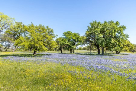 Foto de Un prado en la región montañosa de Texas lleno de flores silvestres y sombreros azules - Imagen libre de derechos