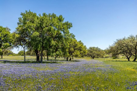 Eine Wiese im texanischen Hügelland voller Wildblumen und blauer Hauben