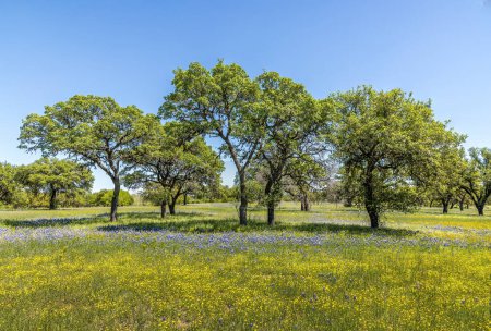 Foto de Un prado en la región montañosa de Texas lleno de flores silvestres y sombreros azules - Imagen libre de derechos