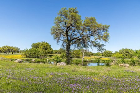 Paisaje primaveral en Texas con flores silvestres, un árbol y un estanque