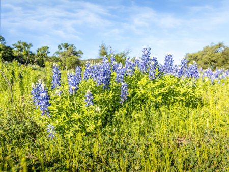 Foto de Gorros azules en un exuberante prado verde, primavera en Texas - Imagen libre de derechos