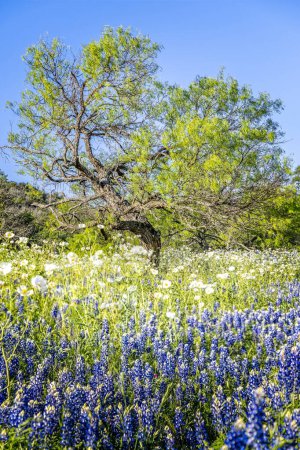 Un prado en la región montañosa de Texas lleno de sombreros azules