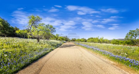 Foto de Calle rural a través de prados de sombreros azules, caminos de Texas - Imagen libre de derechos