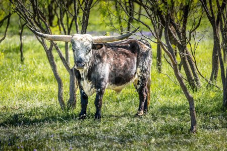 Texas longhorn cow between trees in the Texas hill country