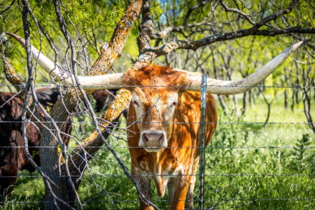 Texas longhorn cow behind a barb wire fence