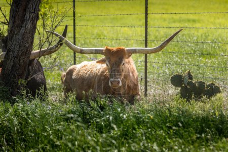 Texas longhorn cow laying in the lush green grass