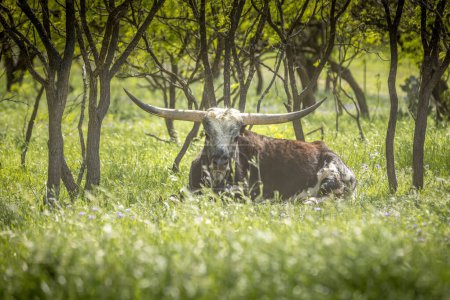 Texas longhorn cow laying in the lush green grass