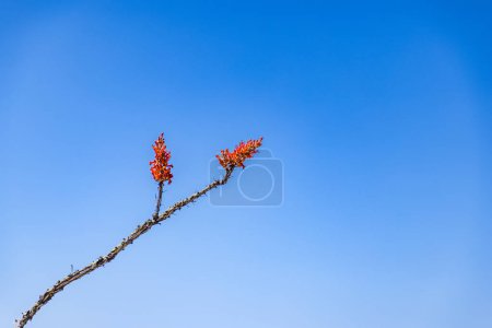 Ocotillo (fouquieria splendens) Pflanze im Big Bend National Park, Texas