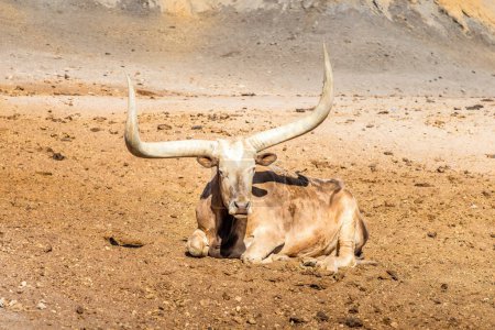 Texas longhorn cow laying on the ground