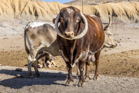 Longhorn cow with dysmorphic horns in a cow sanctuary