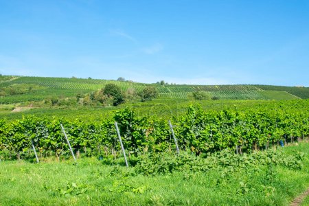 Vineyards in summer harvest. Large bunches of red and white wine grapes in sunny weather.