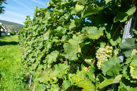 Vineyards in summer harvest. Large bunches of white wine grapes in sunny weather.