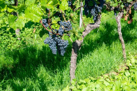 Large bunches of red wine grapes in vineyard. Rows of grape trees. Green vineyards for wine production.