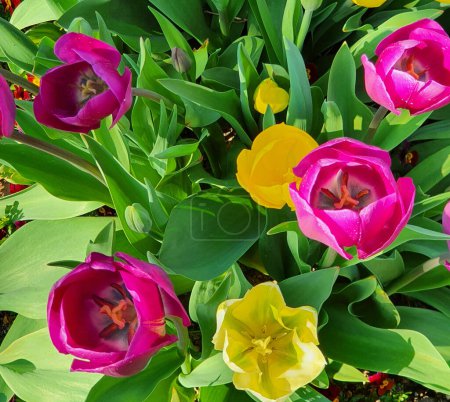 Bouquet of pink and yellow tulips with nature background. Mother's Day, Easter, Valentine's Day. Spring flowers. Top view