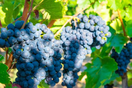 Viñedos en la cosecha de otoño. Grandes racimos de uvas de vino tinto en tiempo soleado.