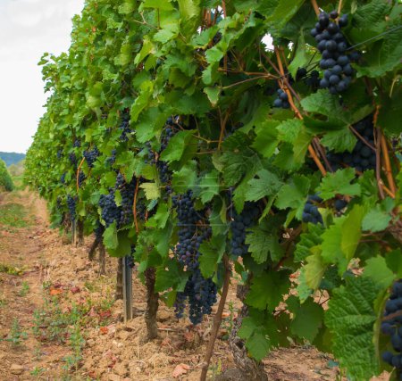Photo for Vineyards in summer harvest. Large bunches of red wine grapes in sunny weather. - Royalty Free Image