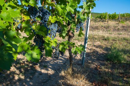 Foto de Viñedos en la cosecha de verano. Grandes racimos de uvas de vino tinto en tiempo soleado. - Imagen libre de derechos