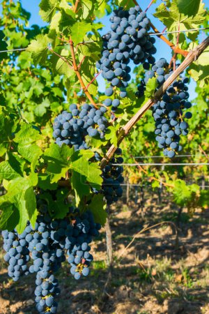 Foto de Viñedos en la cosecha de verano. Grandes racimos de uvas de vino tinto en tiempo soleado. - Imagen libre de derechos