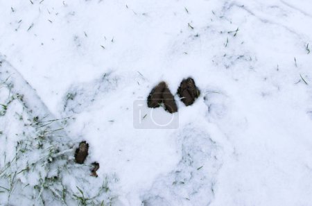 Téléchargez les photos : Big dog shit in the snow in the garden. Winter outdoor. - en image libre de droit