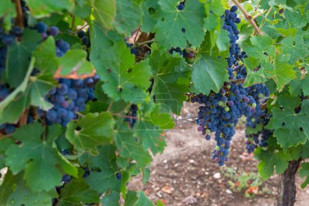 Téléchargez les photos : Vignobles en récolte d'automne. Grandes grappes de raisins rouges. - en image libre de droit
