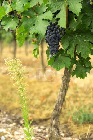 Vineyards in autumn harvest. Large bunches of red wine grapes in sunny day. Nature background.