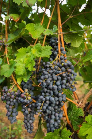 Photo for Vineyards in summer harvest. Large bunches of red wine grapes in sunny weather. - Royalty Free Image